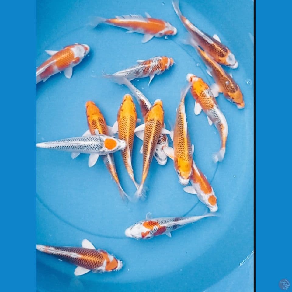 MIX 15,17,20CM