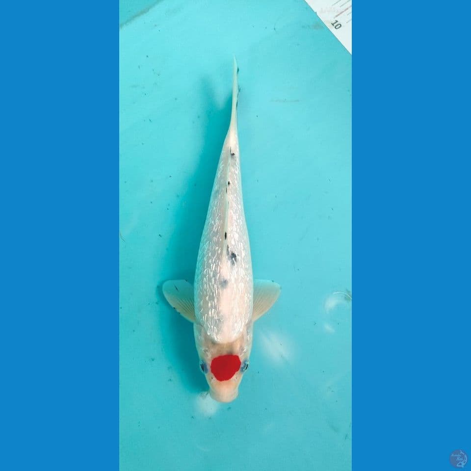 tanco sanke tategoi original 25cm