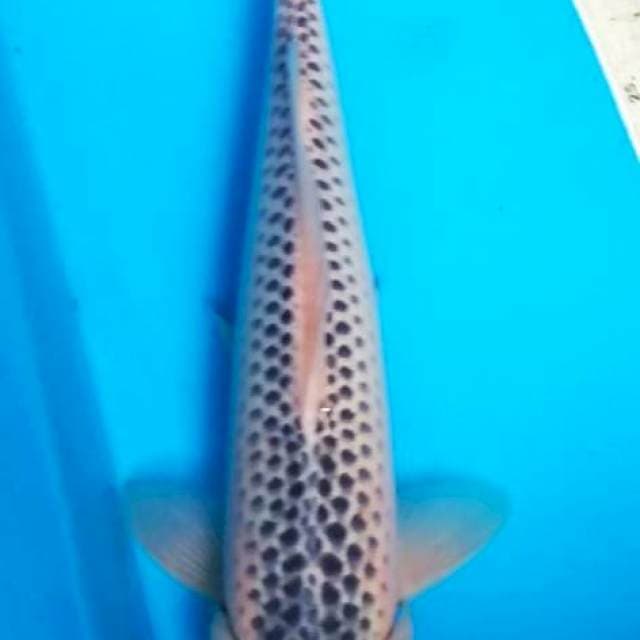 Asagi 39cm F1