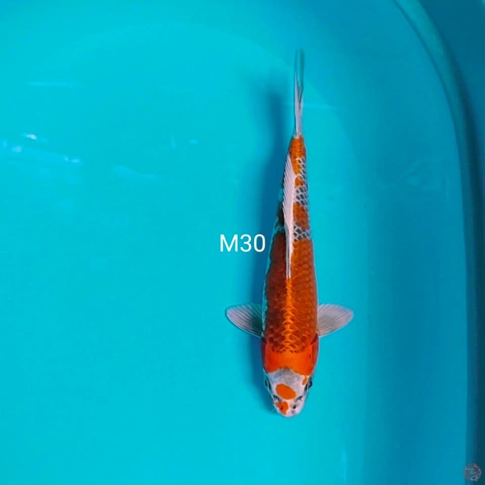 kujaku male 30cm