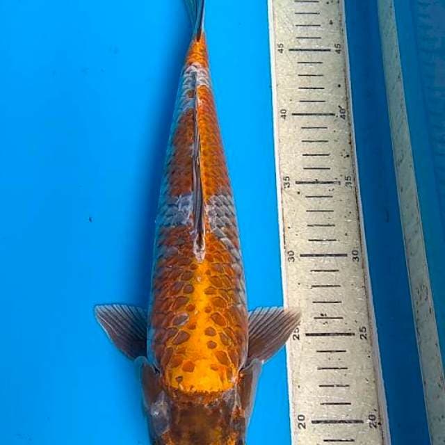 Kiko 35cm