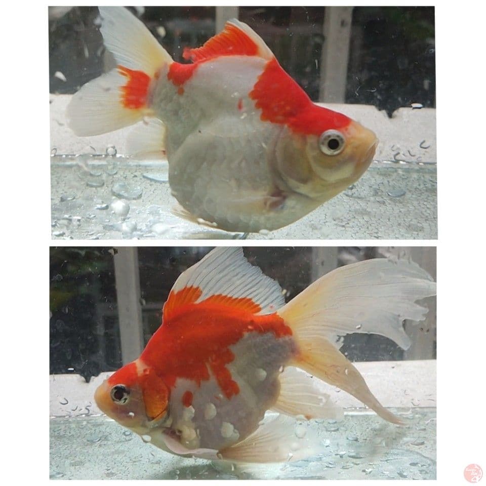13-18CM Calon Indukan Tamasaba