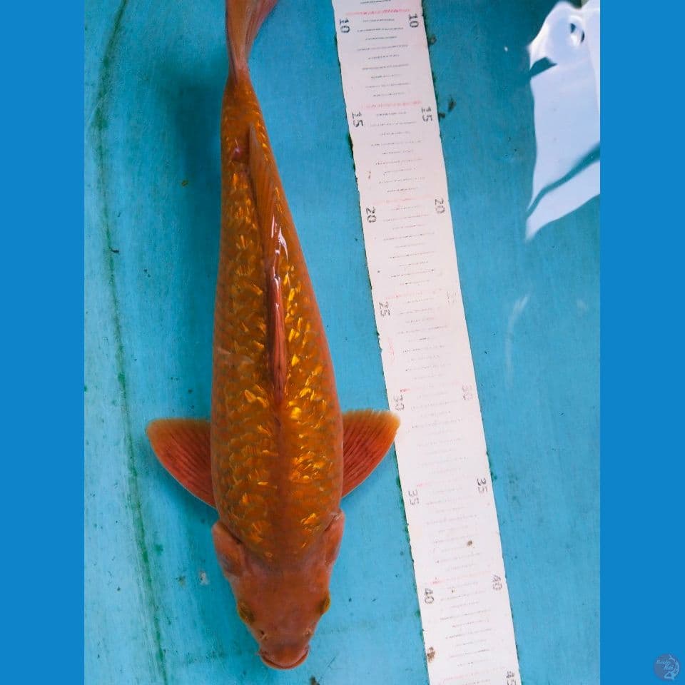chagoi gindrin 34cm