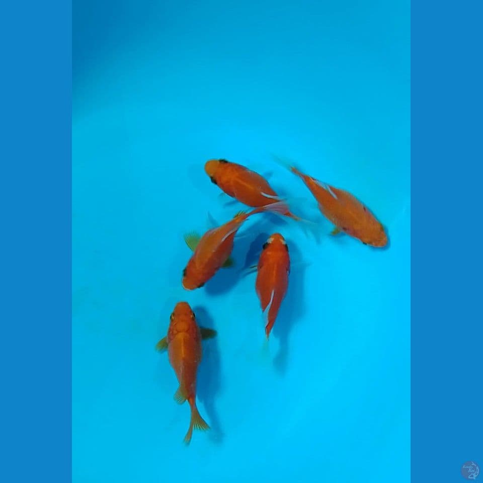 tanasaba size : 8 9 cm