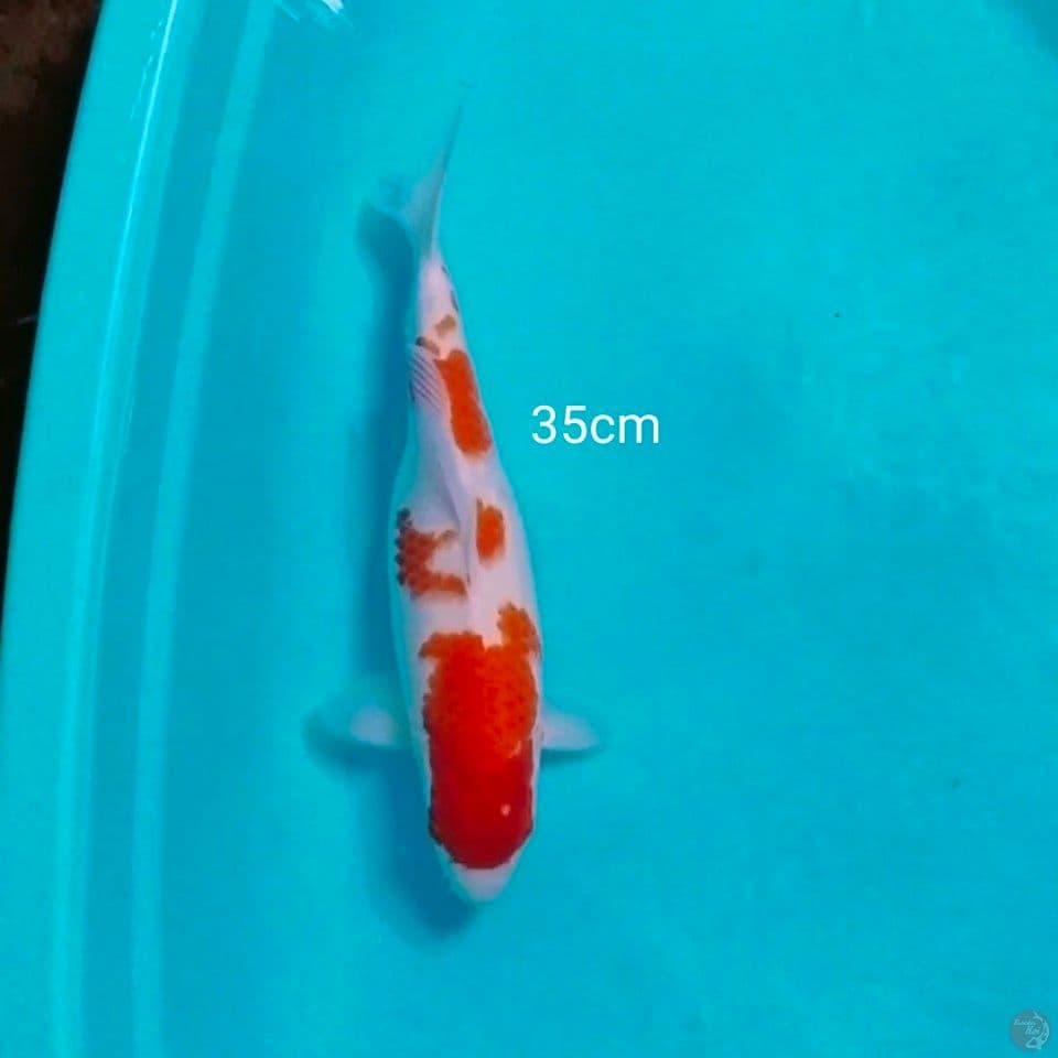 bodishort 35cm