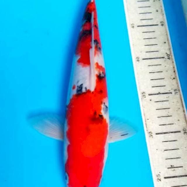 Sanke 31cm