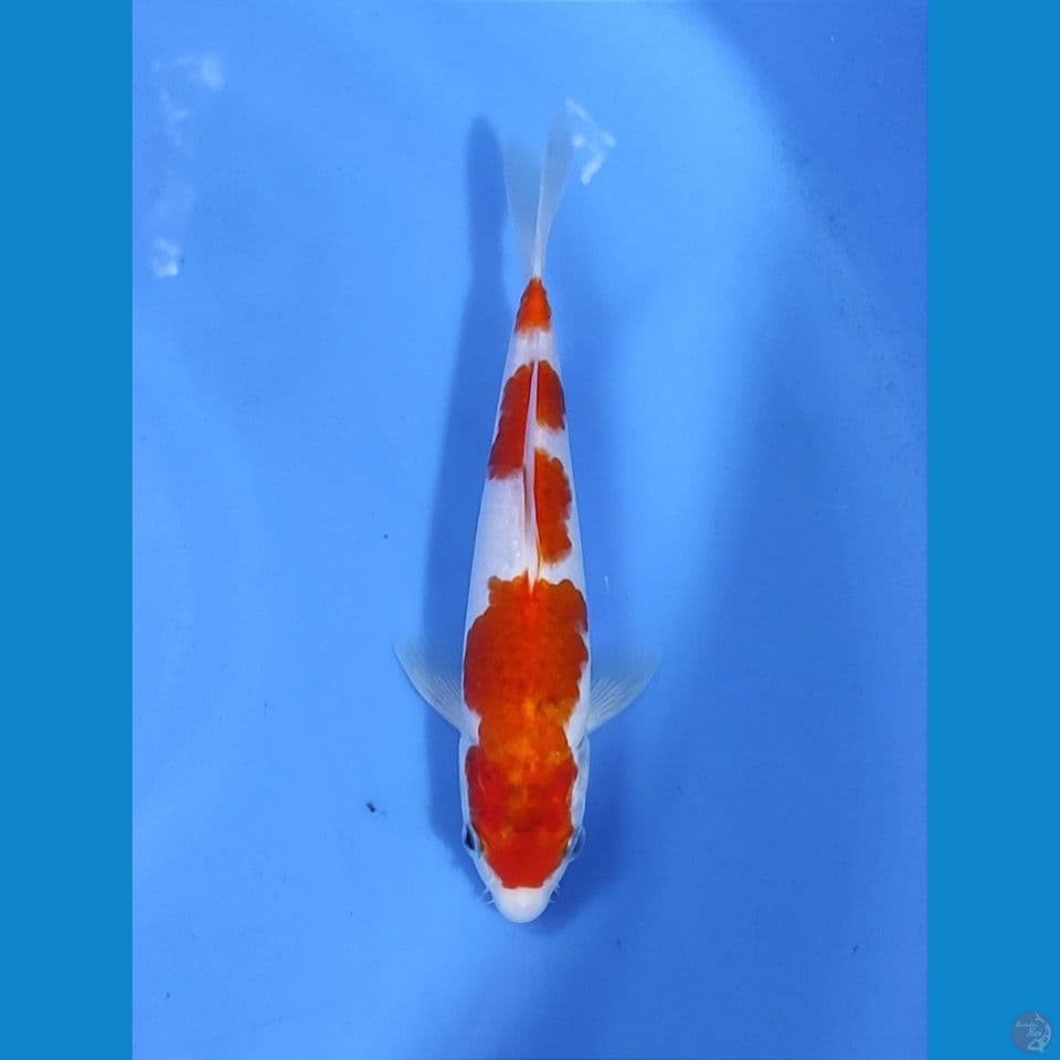 aigoromo 23cm
