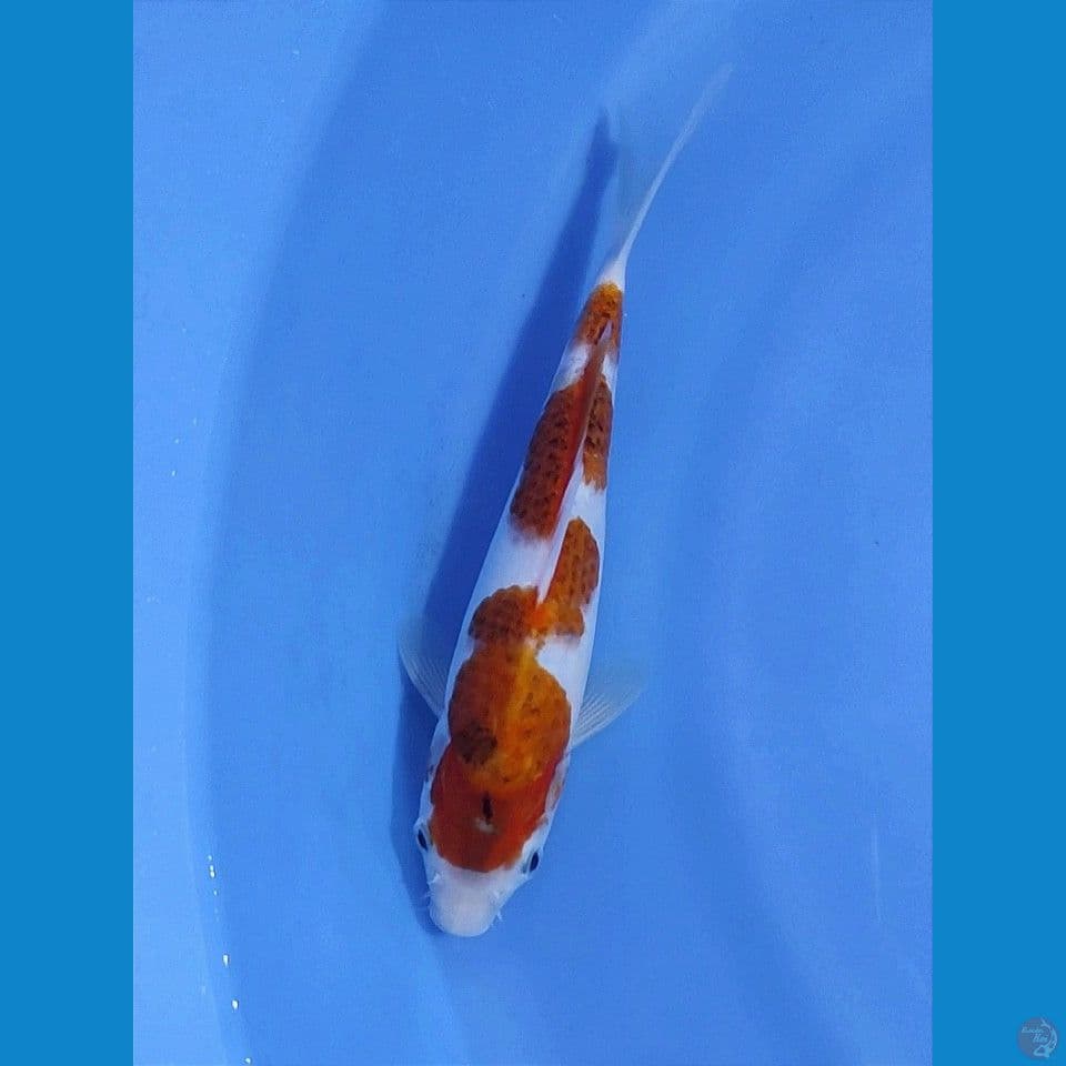 inazuma 26cm