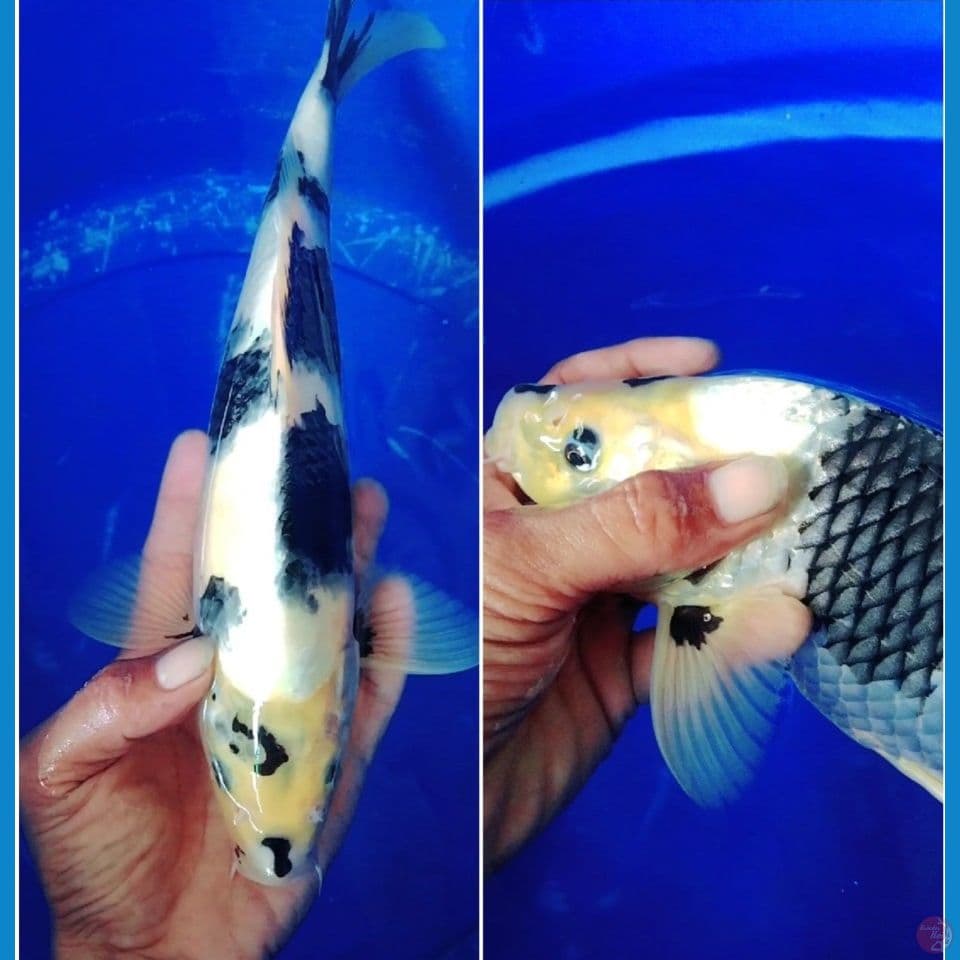 shiro utsuri punuk 35cm male original