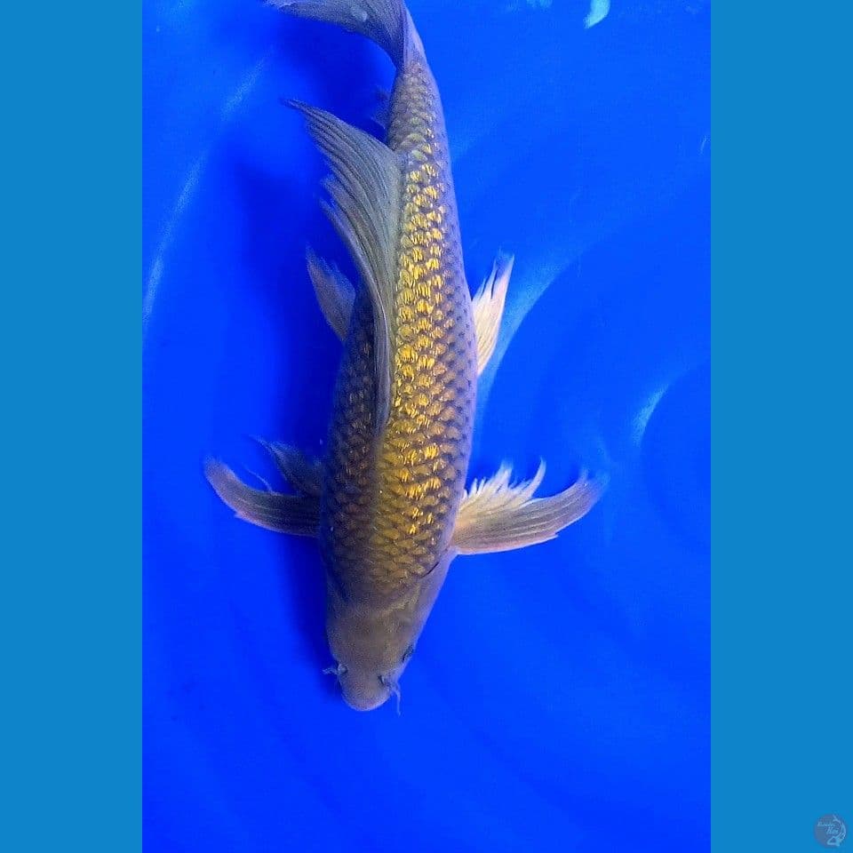 37cm midori ginrin ml