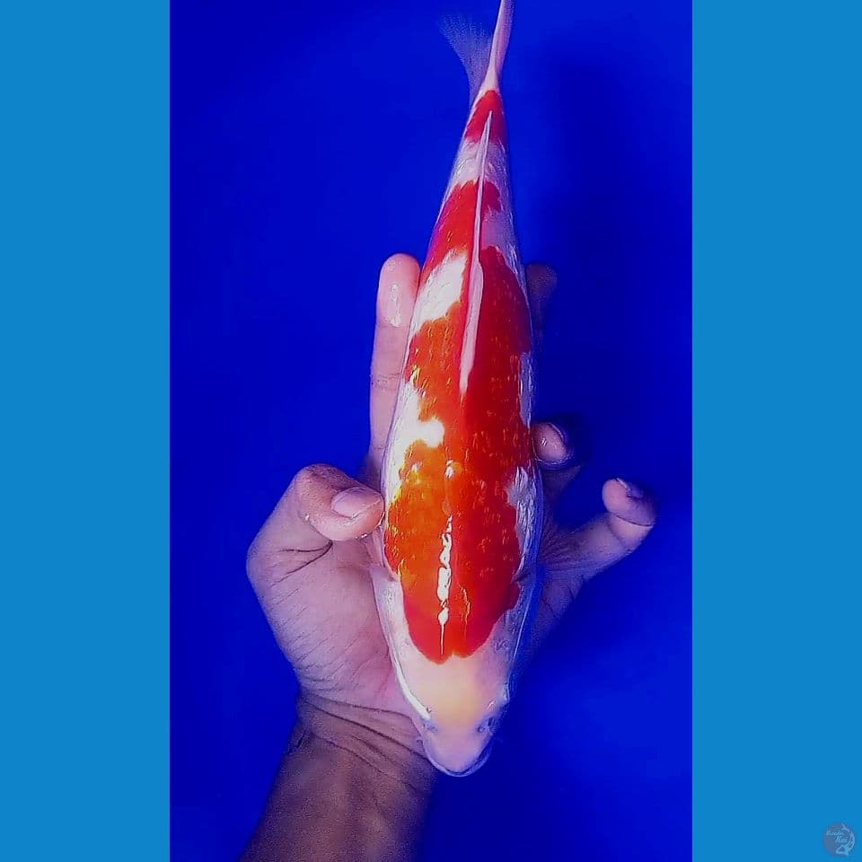 33cm strong kohaku ginrin inazuma