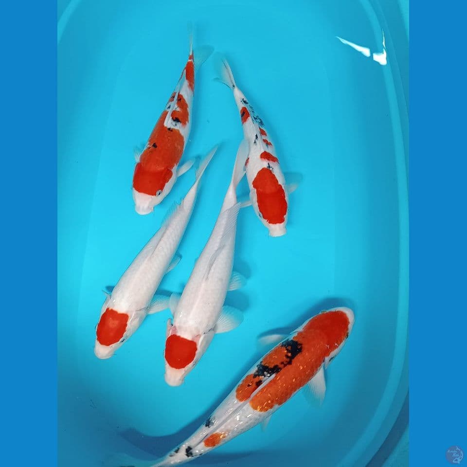 Mixs 32-36 cm
