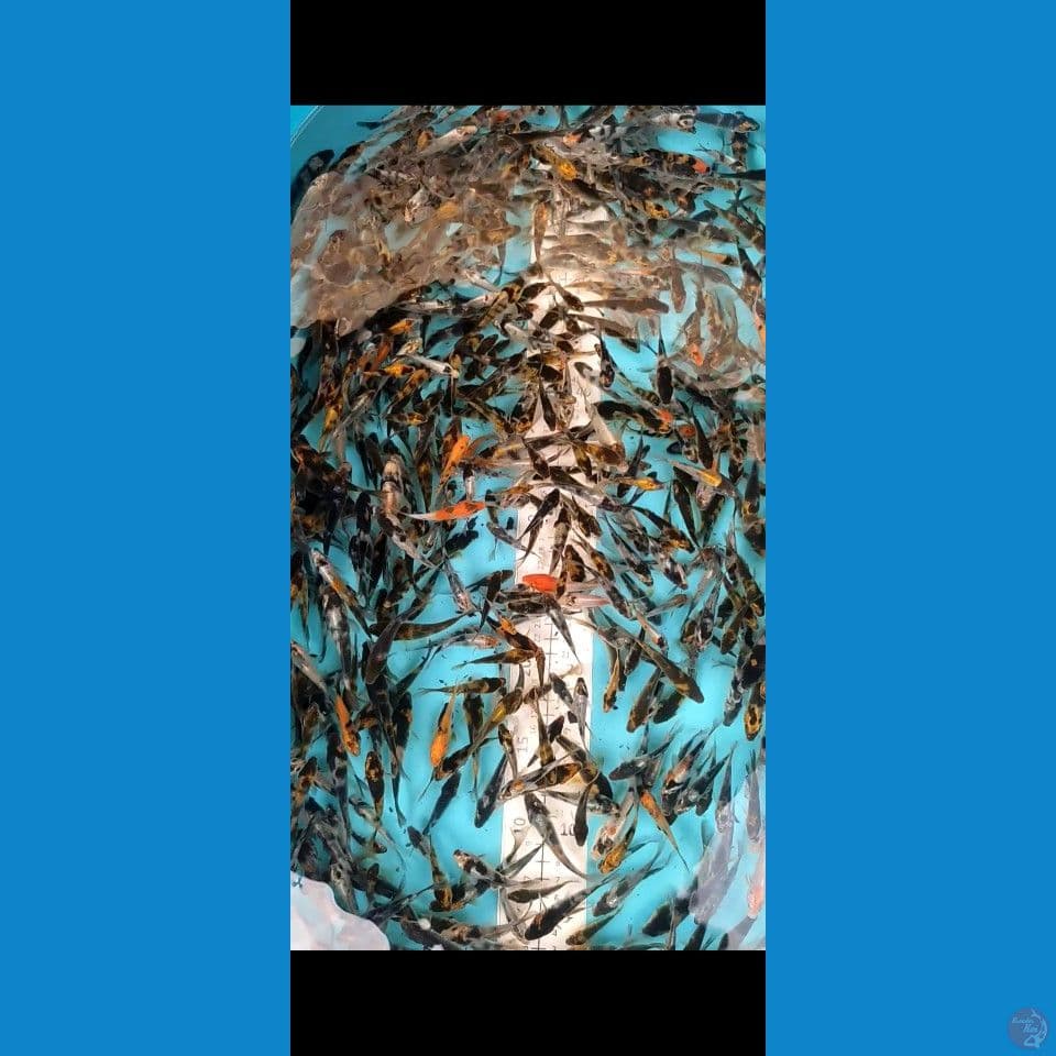 Bibit Showa 500ekor 4-9cm