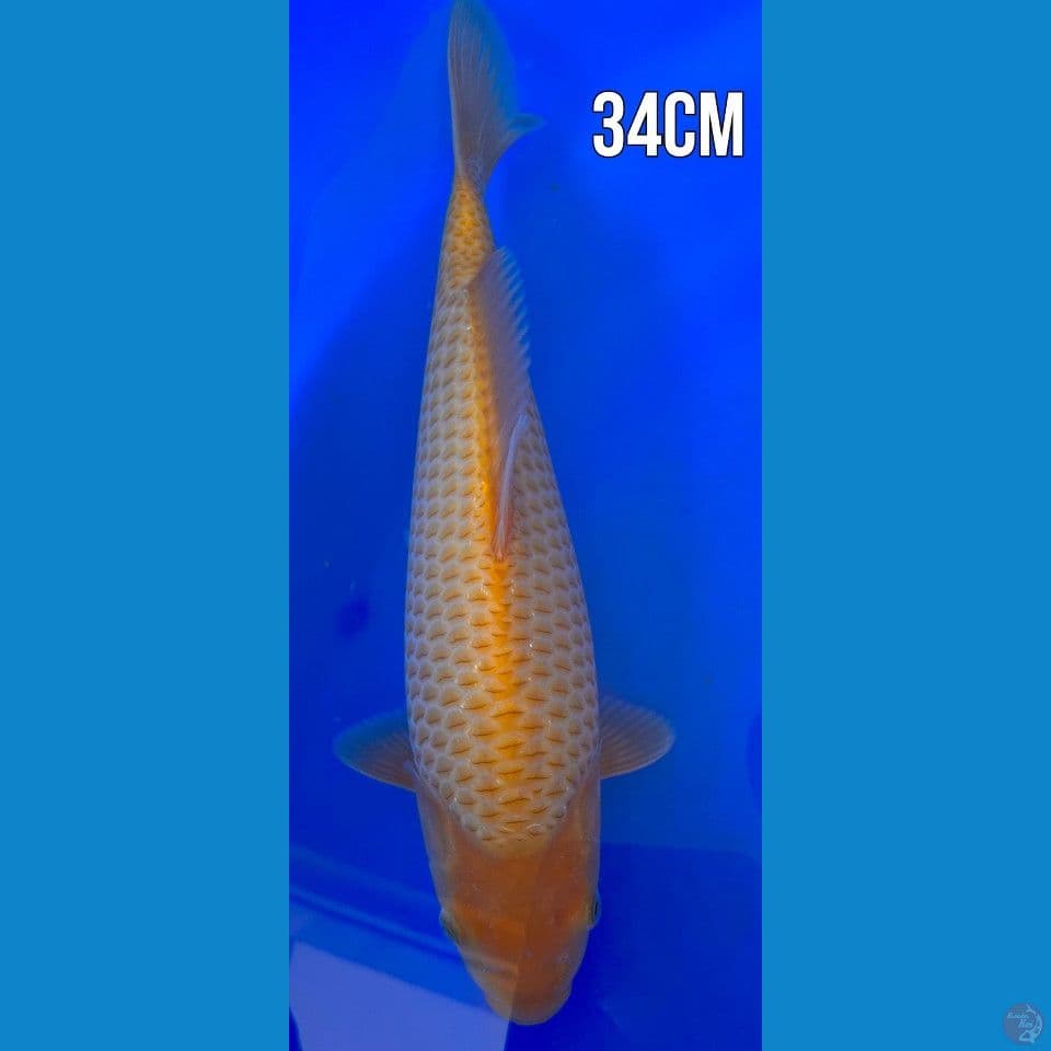 CARAMEL 34CM