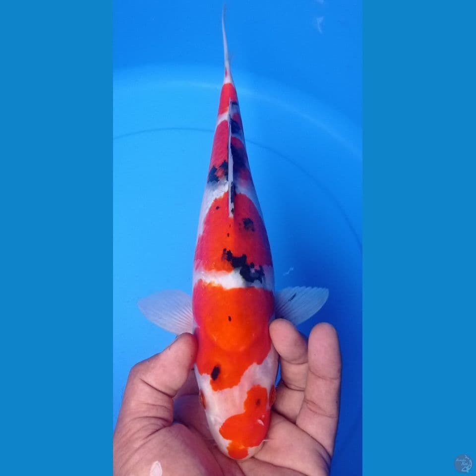 SANKE 32CM