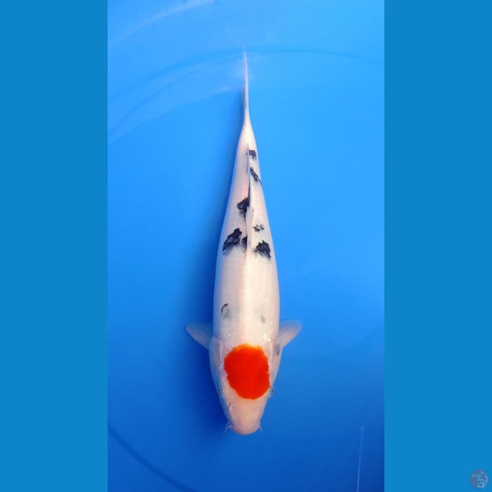 TANCHO SANKE 30 CM FEMALE HQ