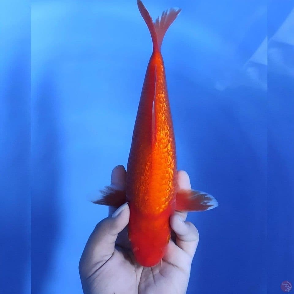 Red karashi # 31cm - Female