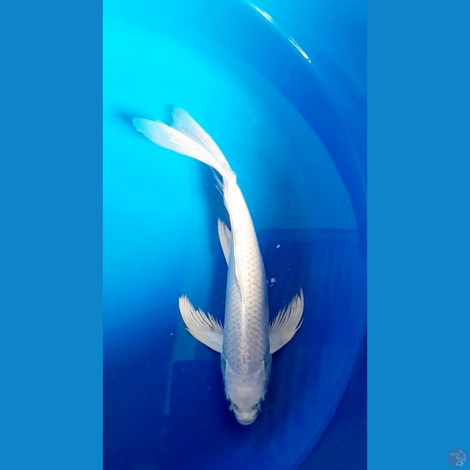 kumpay platinum 32cm