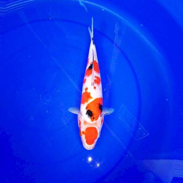 Maruten sanke*29cm