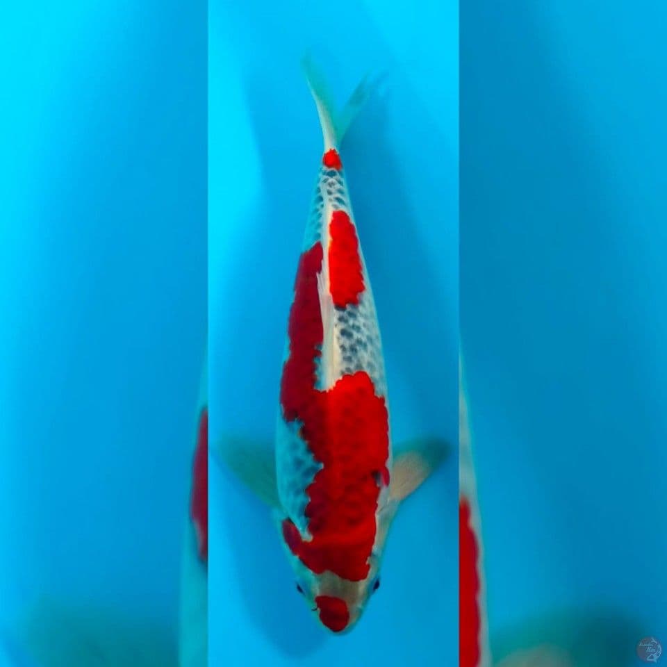 goshiki male 38cm