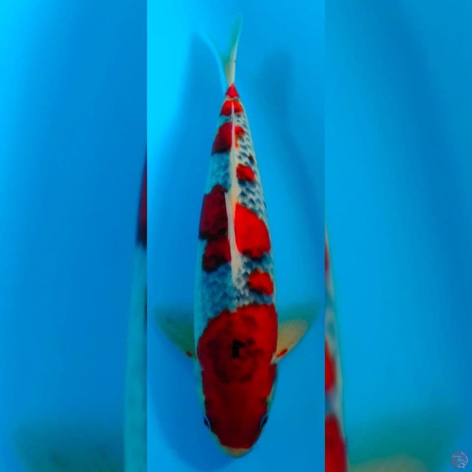 goshiki male 37cm