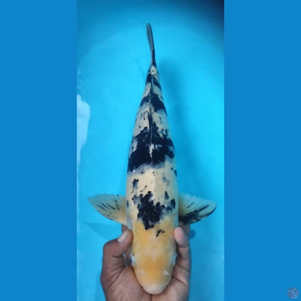 BEKHO 50CM