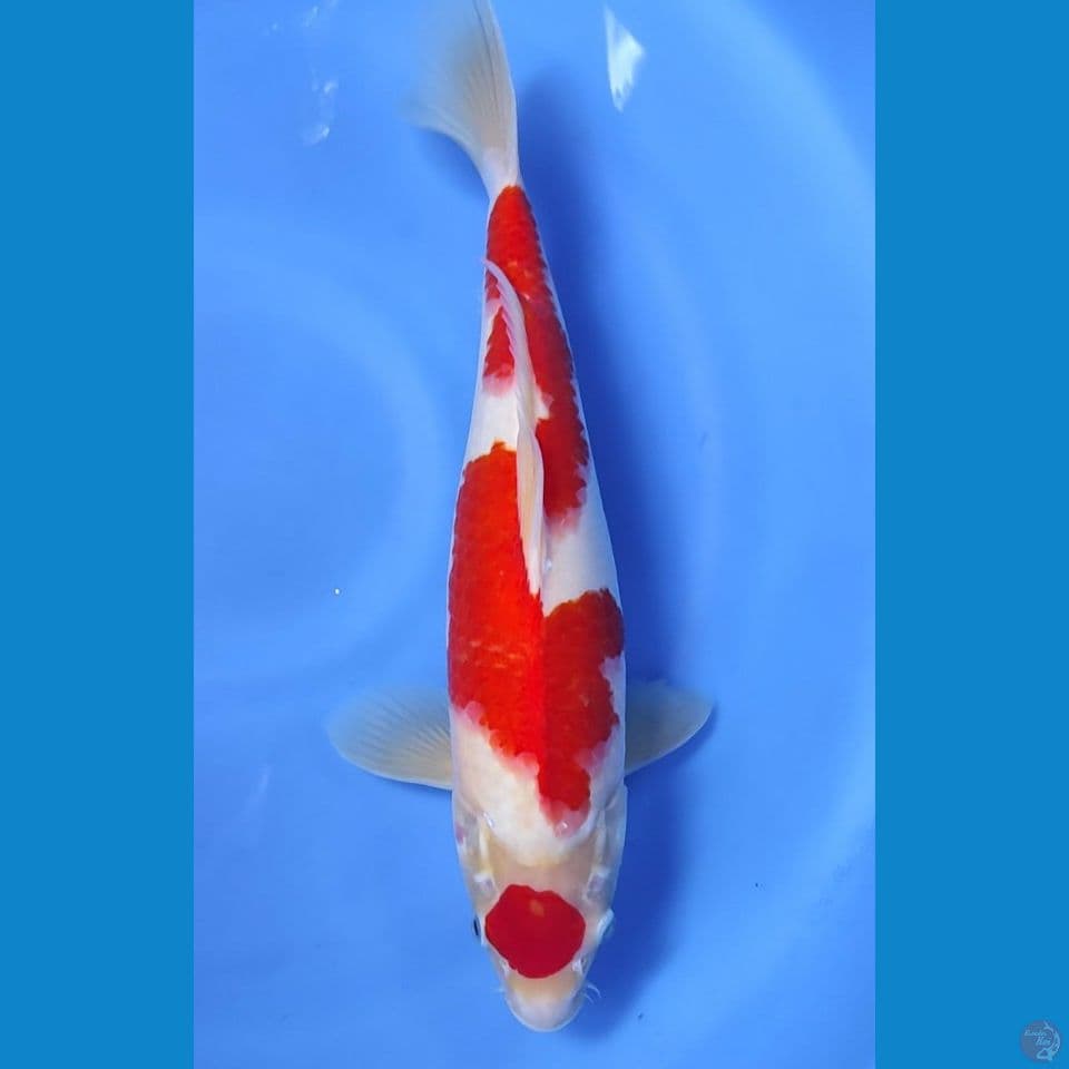 MARUTEN KOHAKU 40CM