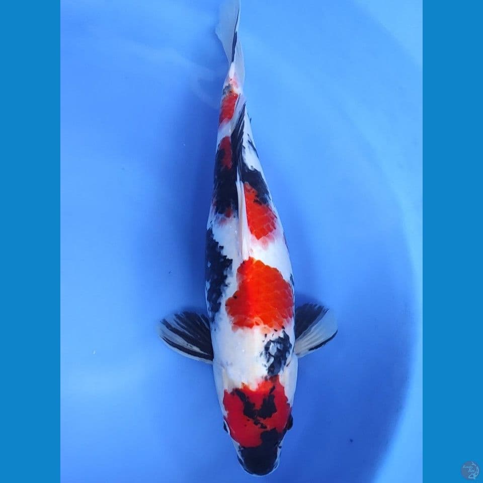 SHOWA 45CM