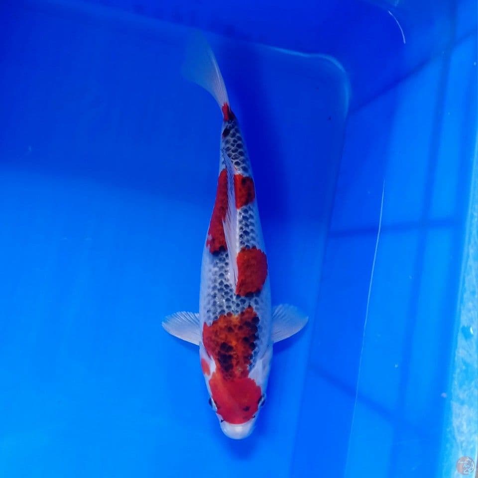 KUJAKU 28CM