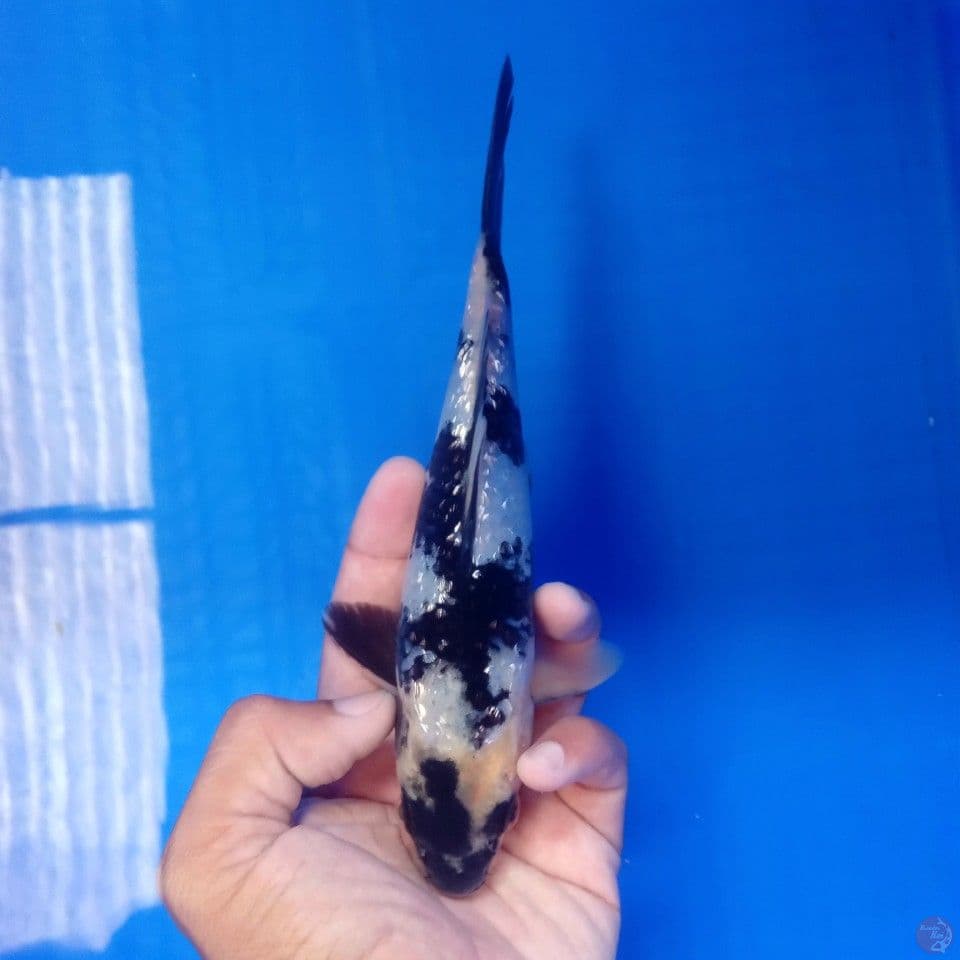 SHIRO GINRIN PETIR 21CM