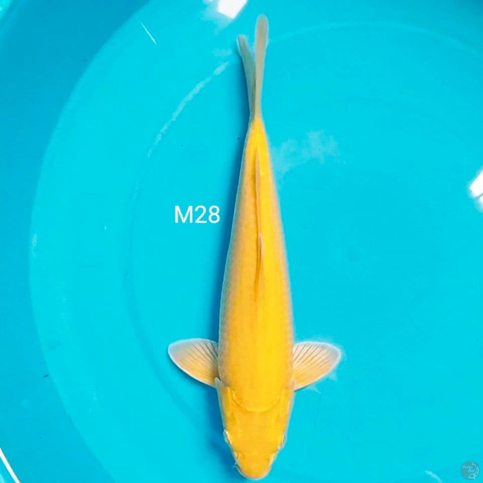 mata merah M28cm