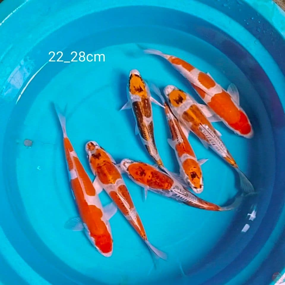 best kawari 22_38cm