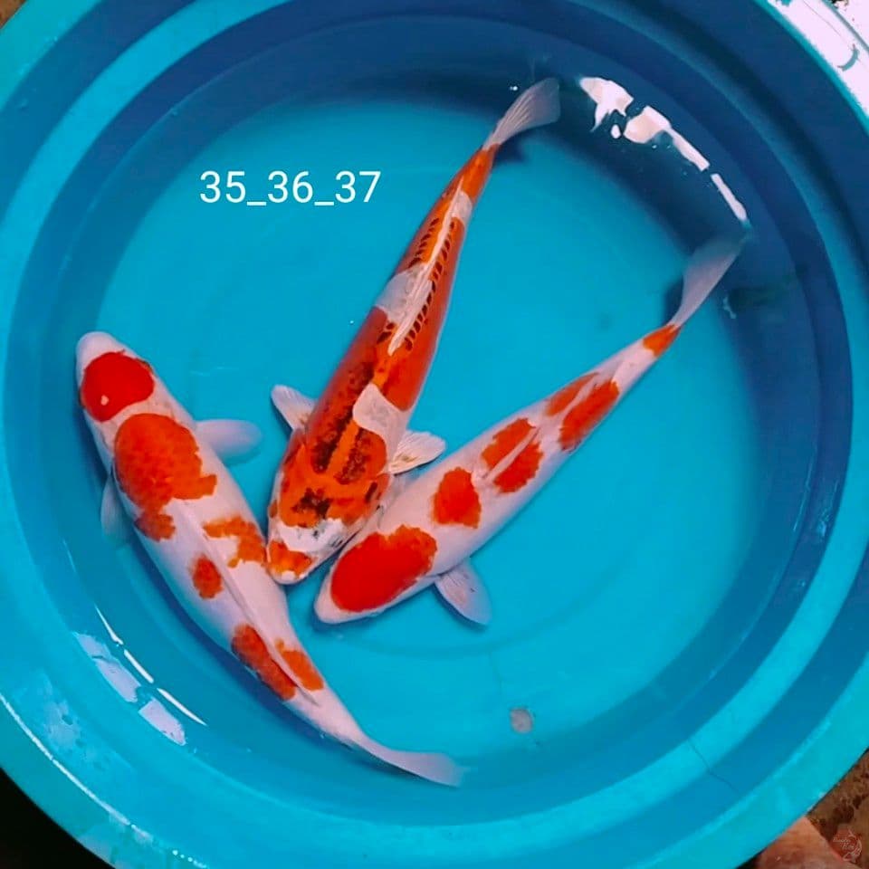 ciamik 35_36_37
