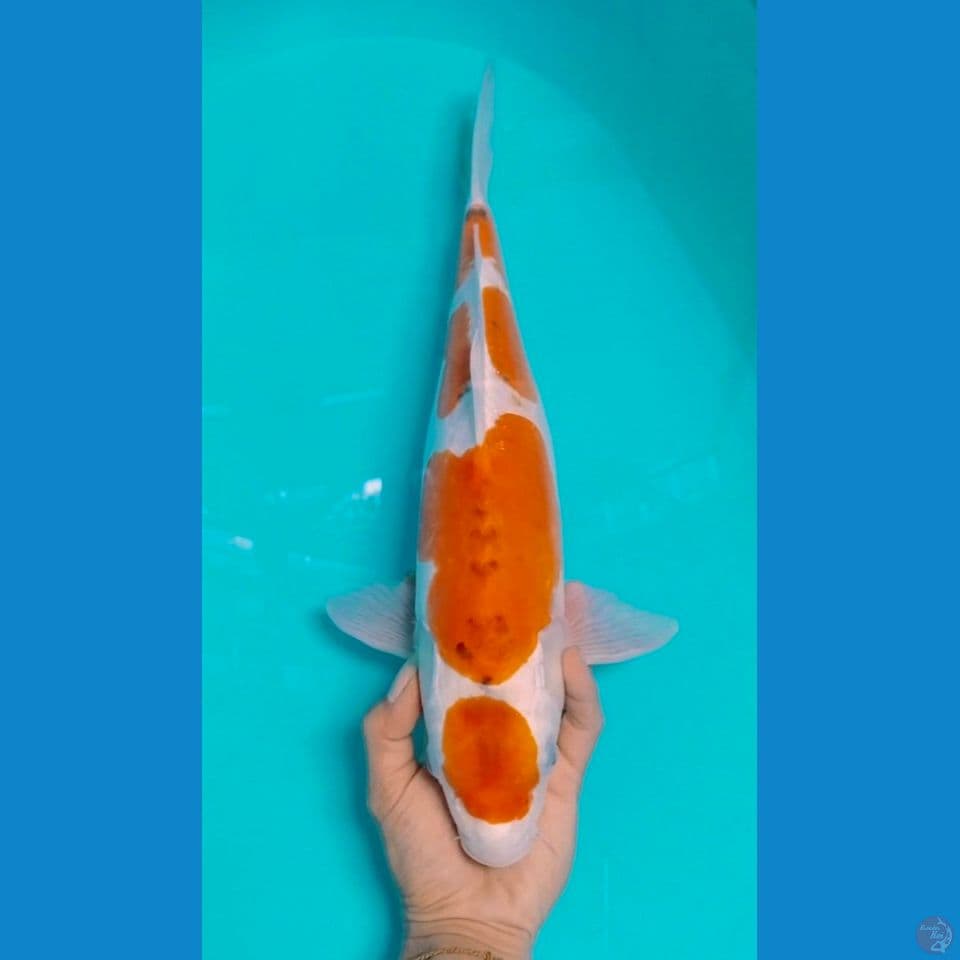42cm