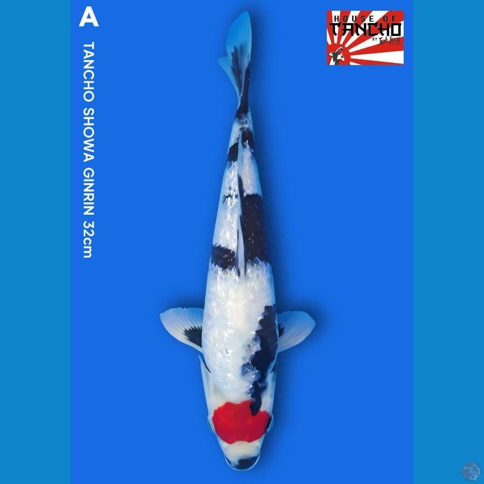 A. Tancho Showa Ginrin 32cm