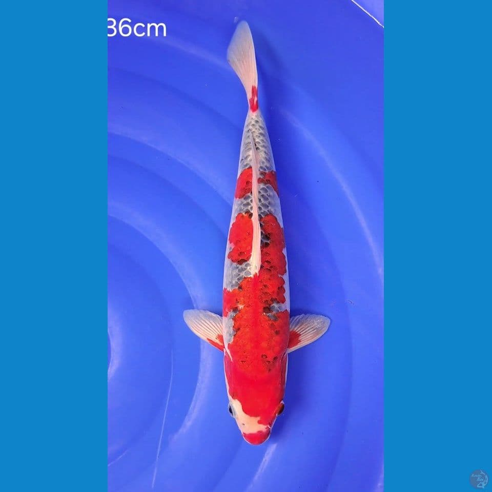 GOSHIKI RACING 36cm