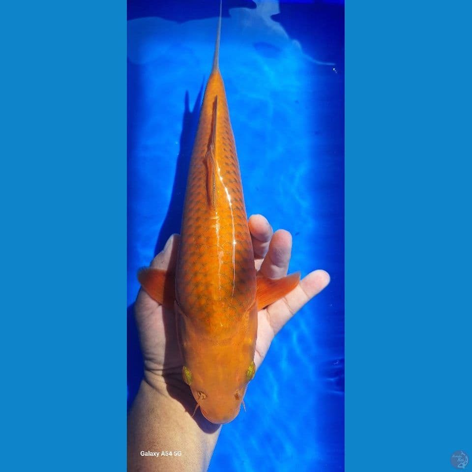 chagoi temabaga 35cm female