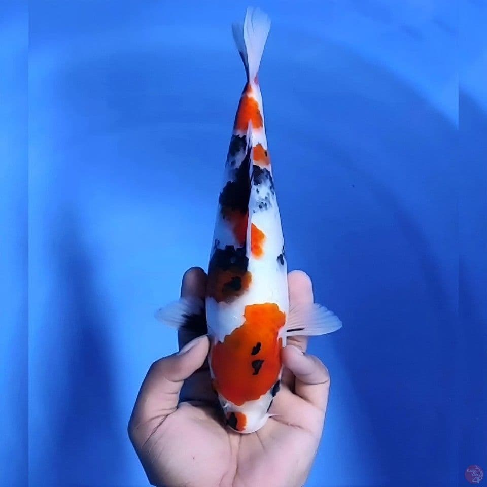 Showa # 28cm - female