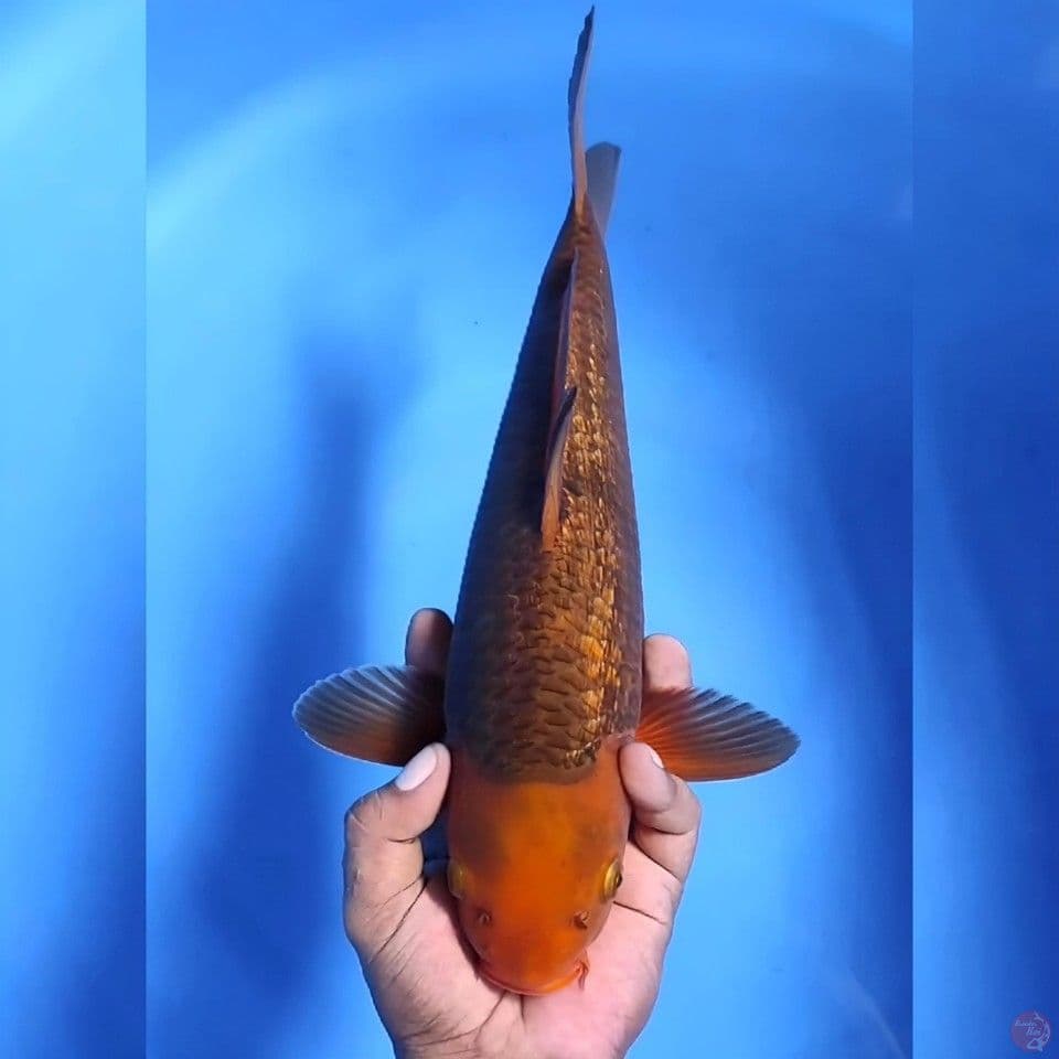 Caramel # 37cm - Female