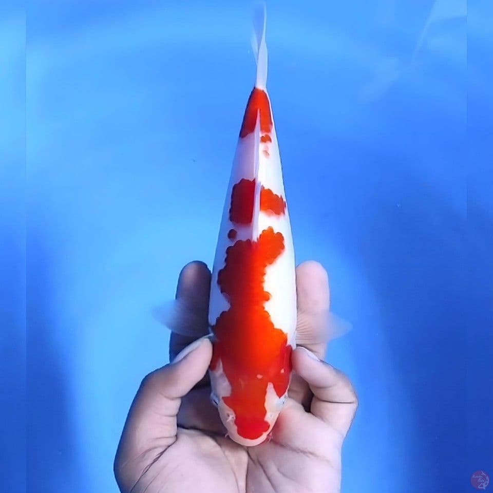 Kohaku # 24cm - Male