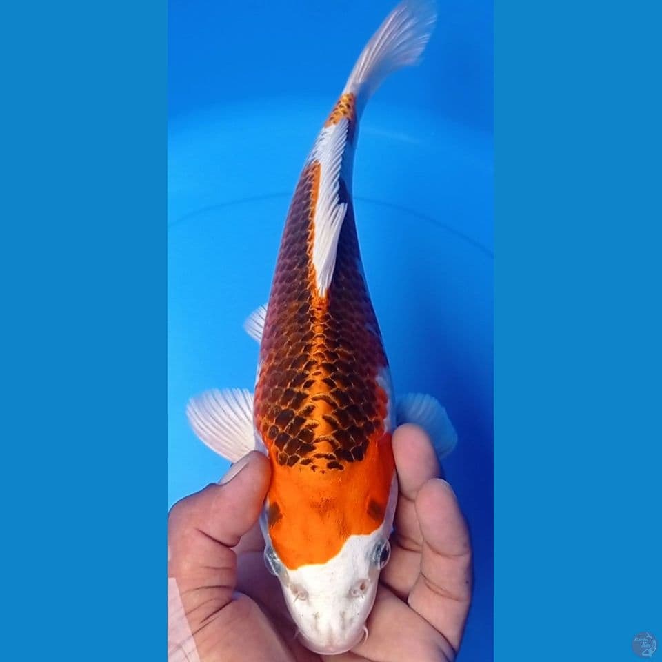 KUJAKU 32CM