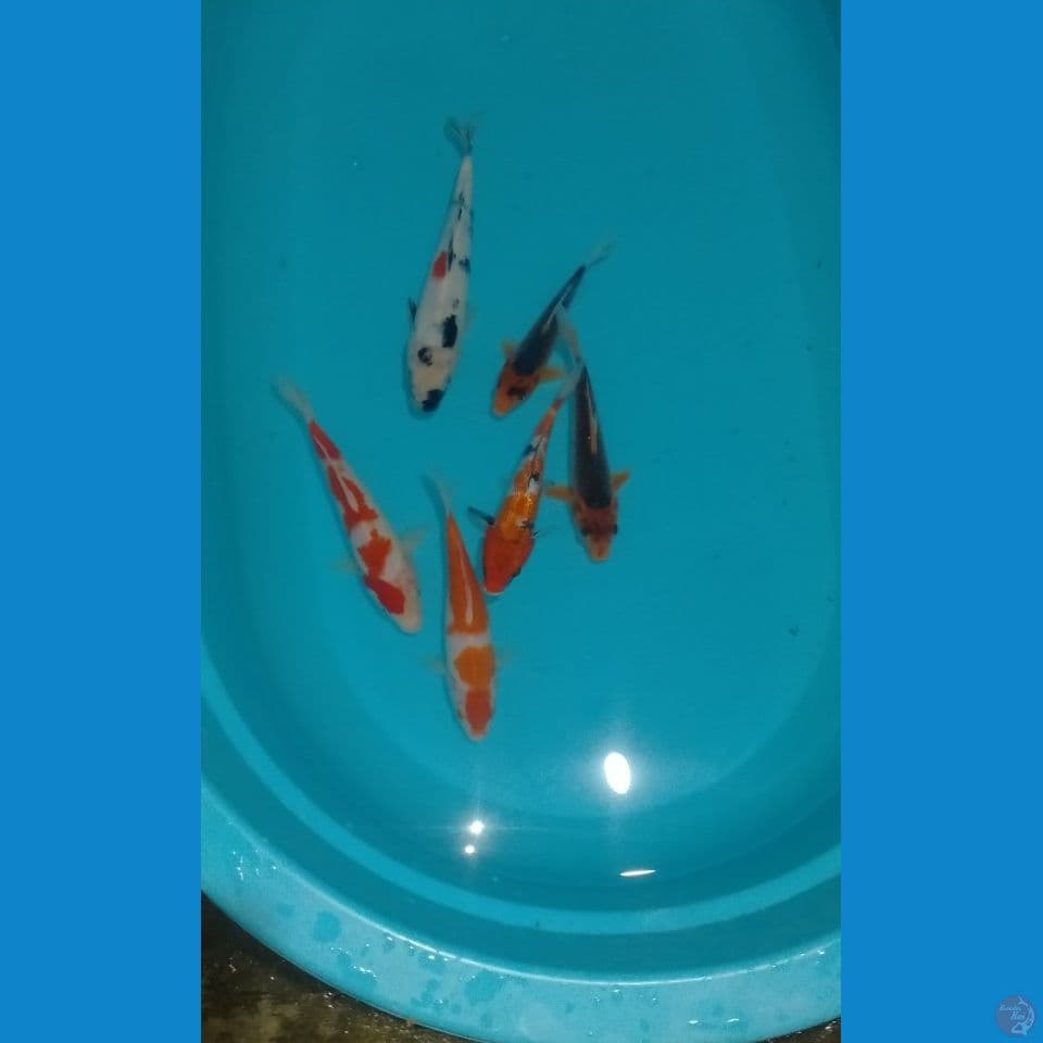 Paket Mix Kohaku Showa Akamatsuba 19-28cm™