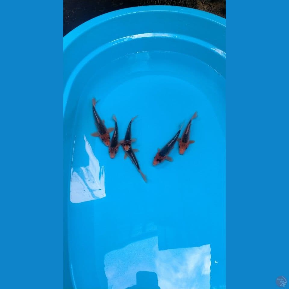 Paket 6ekor Akamatsuba 16-20cm™