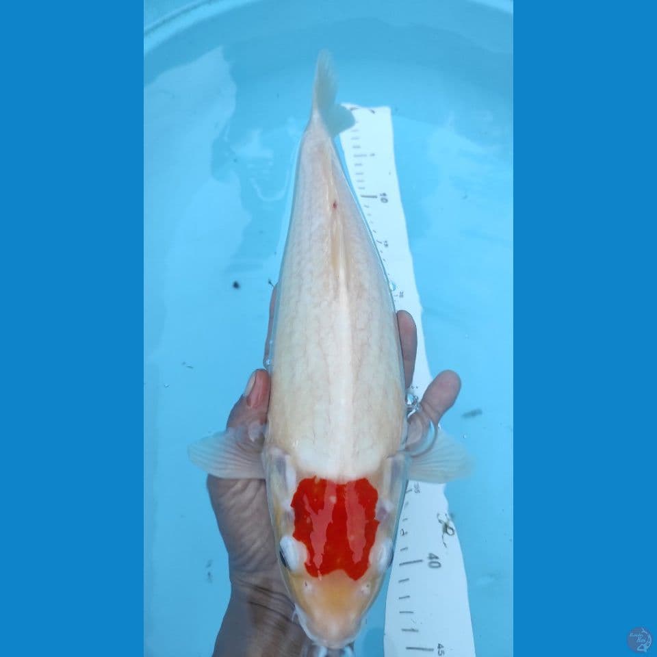 TC 40CM