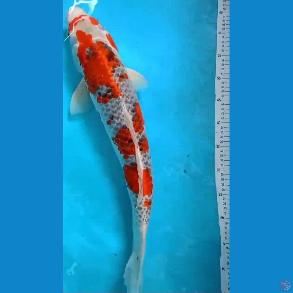 gosiki 58cm...jumbo tosai