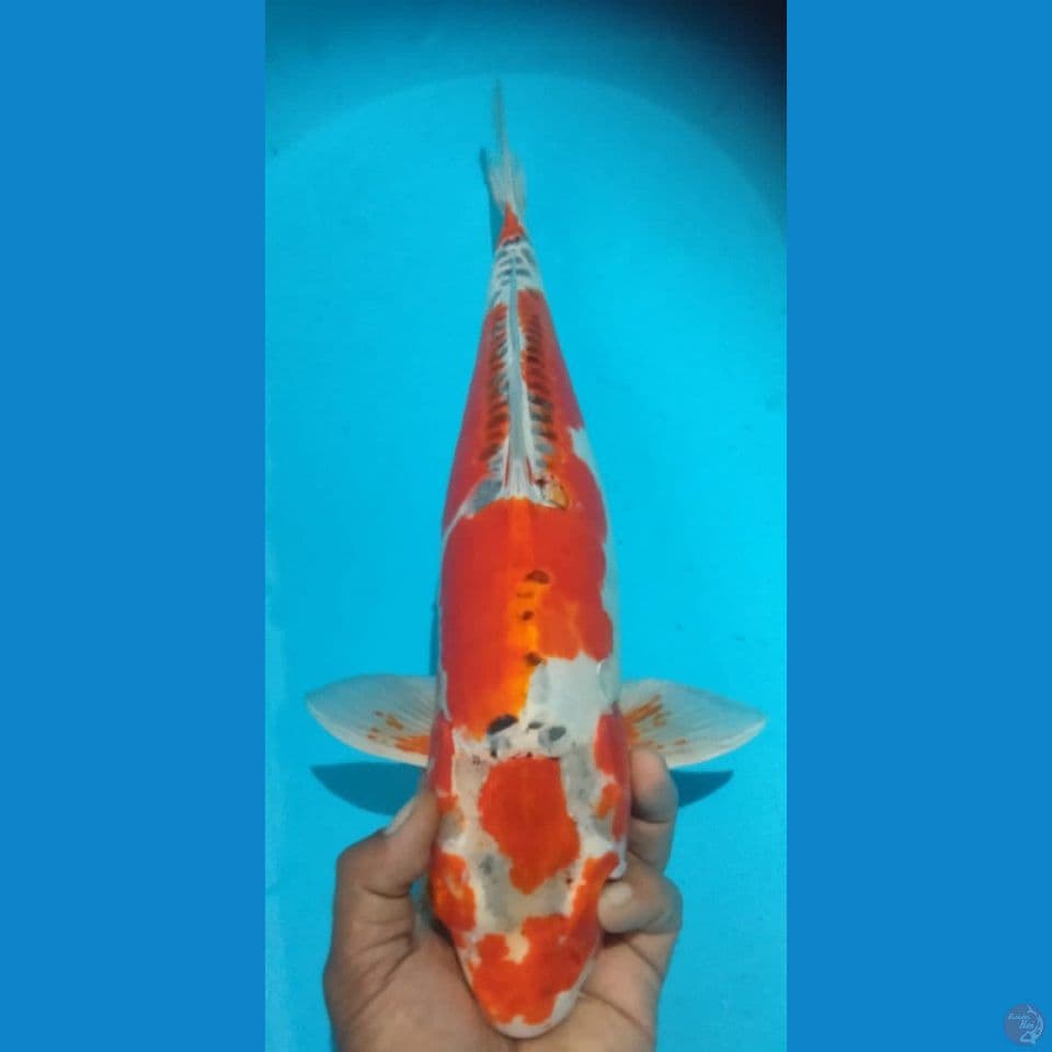 KUJAKU DOITSU 50CM