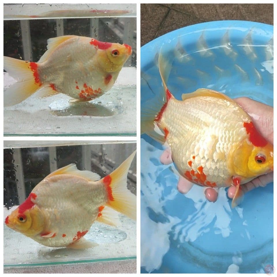 23CM HQ Calon Indukan Tamasaba