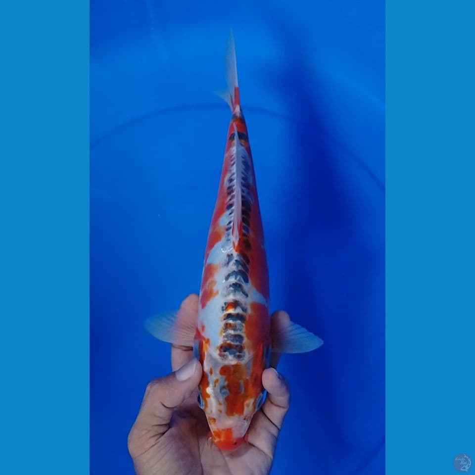 kujaku doit 30cm.m