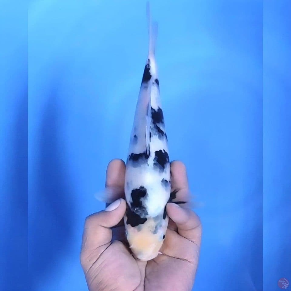 Shiro # 25cm - Female
