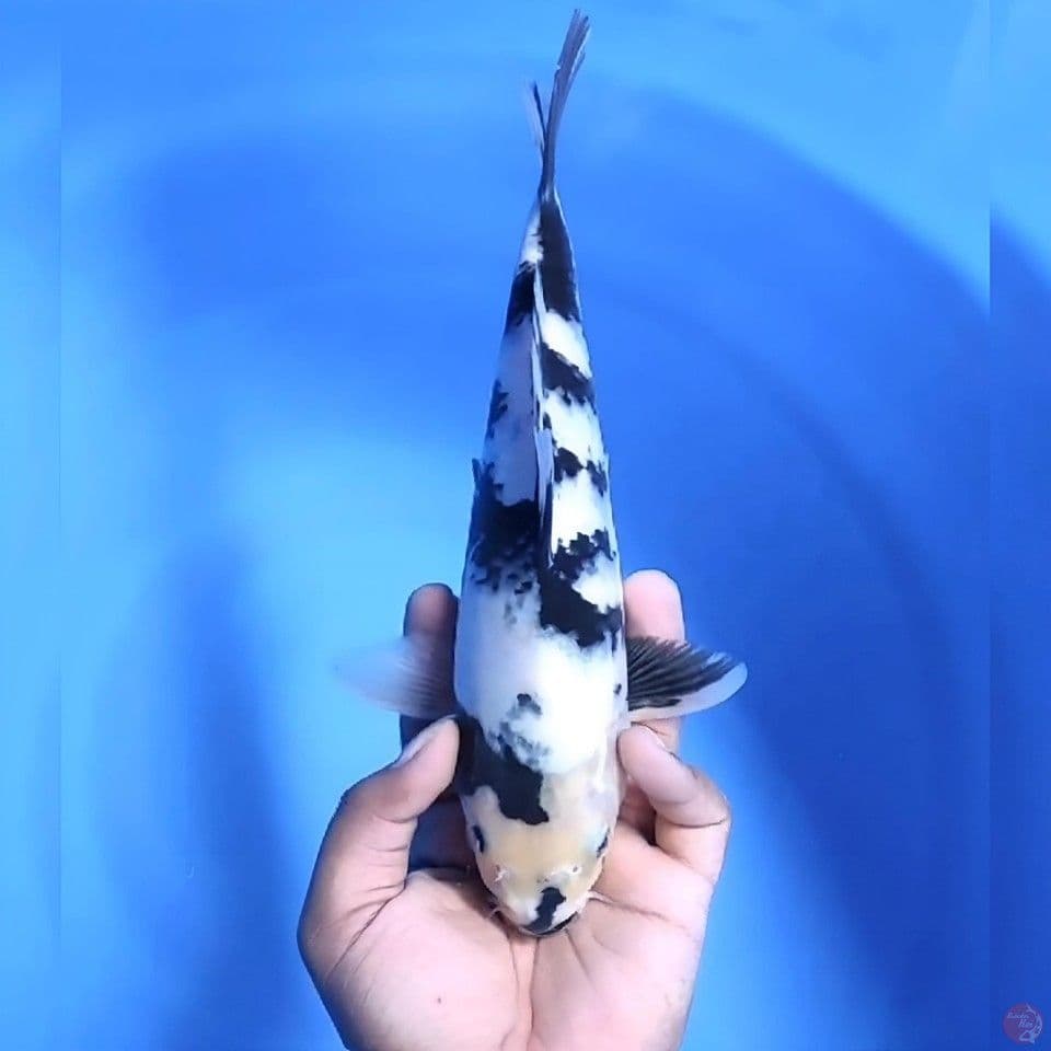 Shiro # 28cm - Male